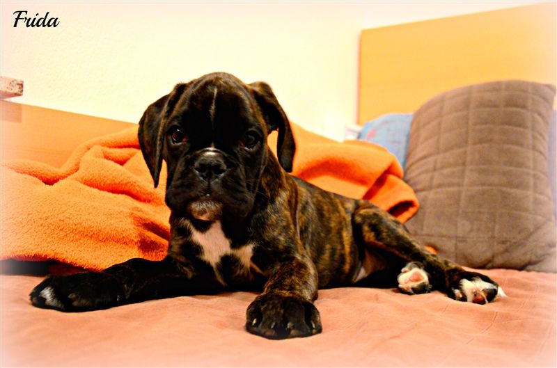 9,5 weeks